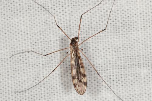 Limonia hercegovinae